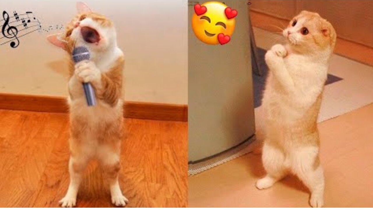 Funniest Animals Videos - Best Cute Cats😹 and Crazy Dogs🐶