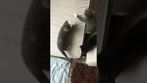 Kittens Mastering Rock Climbing Pt2! #shorts