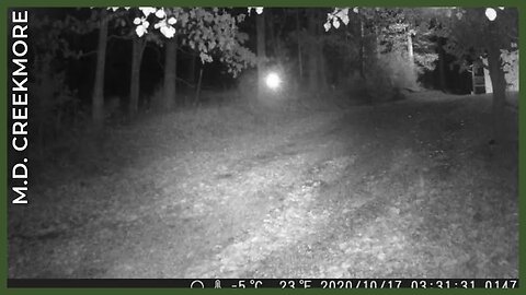 Crossing my driveway under the cover of night...