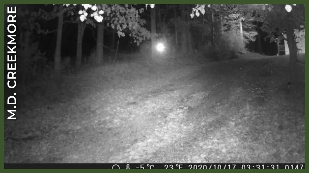 Crossing my driveway under the cover of night...