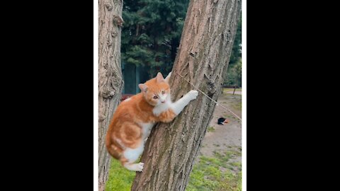 Cute kitten playing