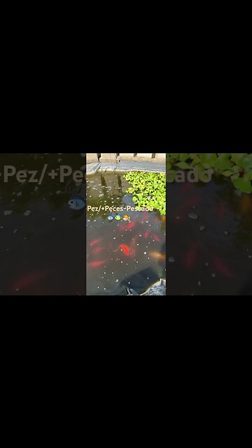 Learn how to say fish in Spanish. The difference between pez & pescado