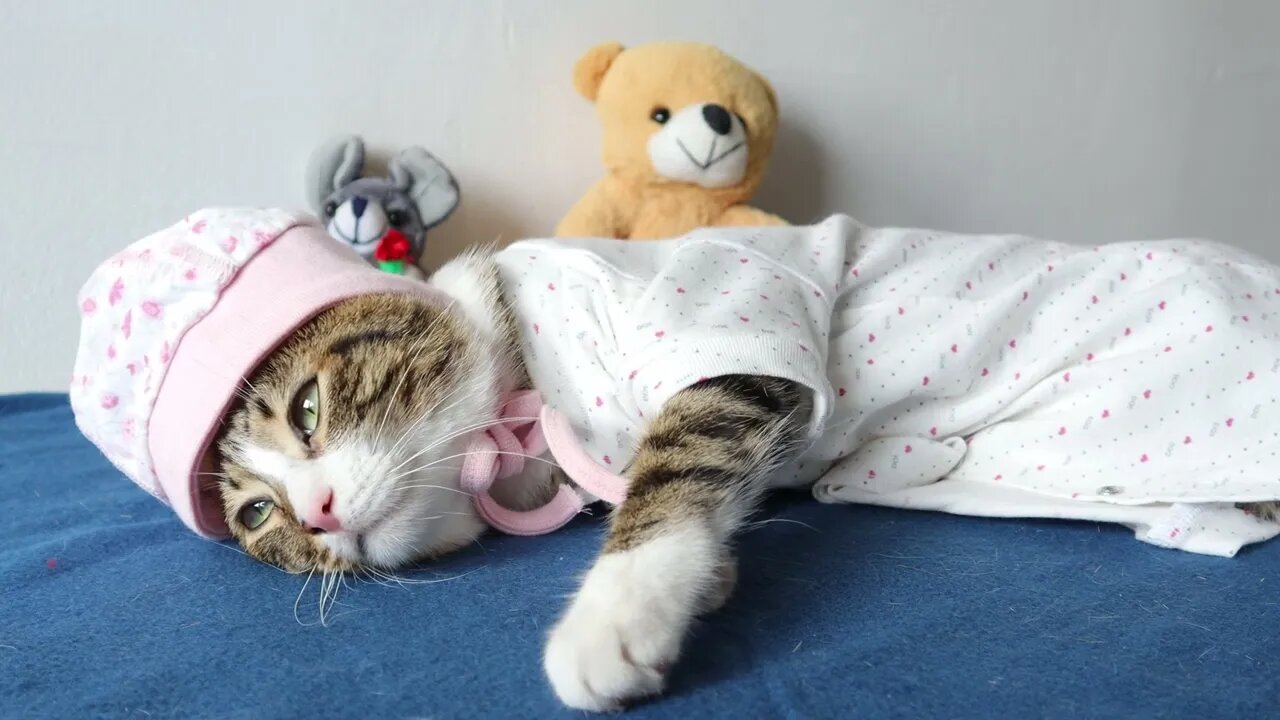 Funny Cat in Baby Clothing