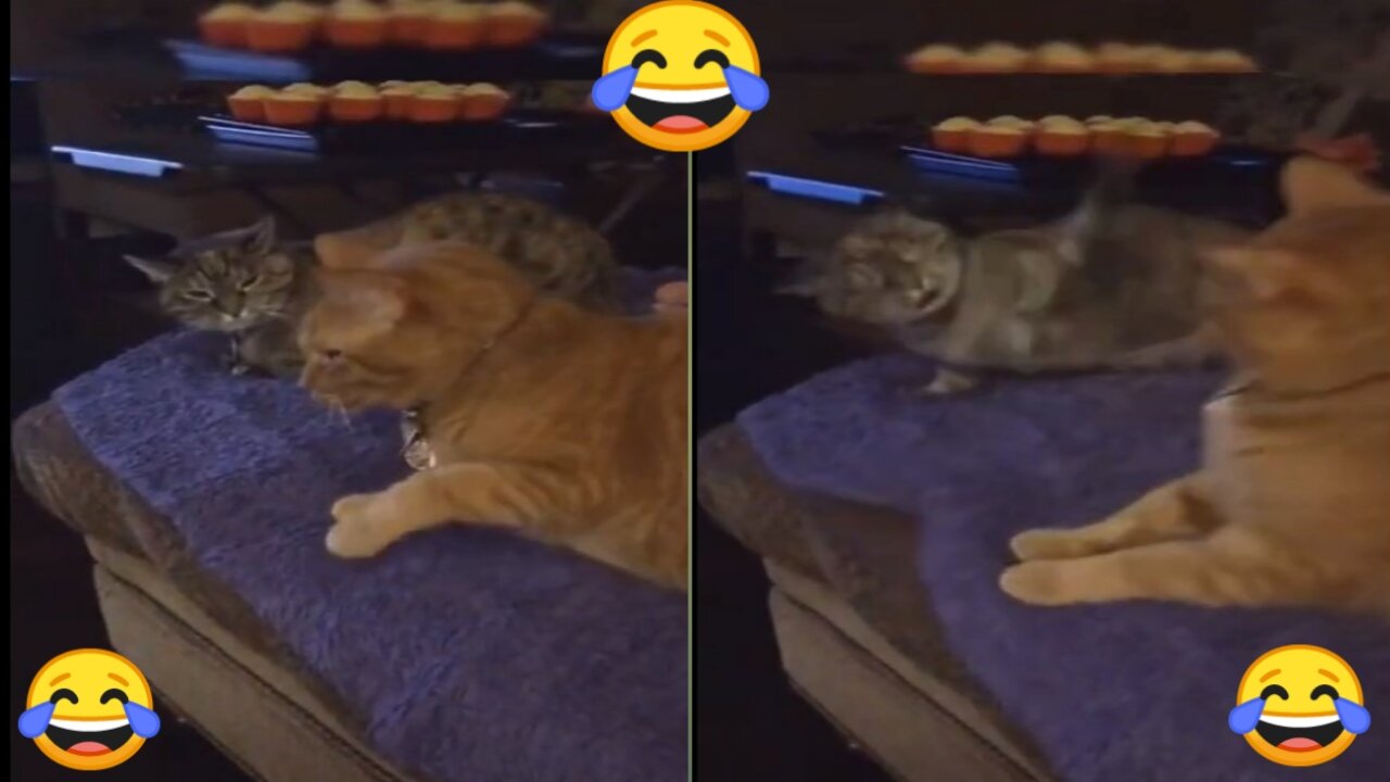 Cat hit another cat a lot, cat, funny cat,
