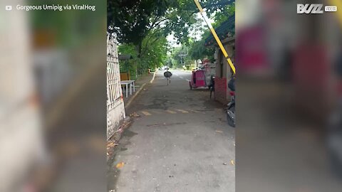 Cette autruche a essayé de s'échapper mais a été arrêtée par une barrière