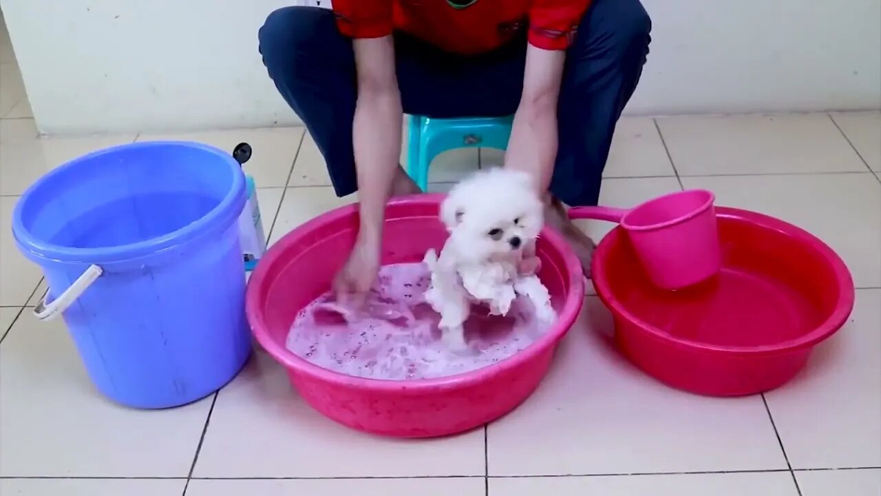 How to Keep a Pomeranian Clean - Come lavare un Pomerania