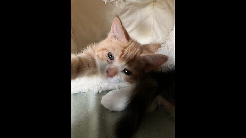 My kitties