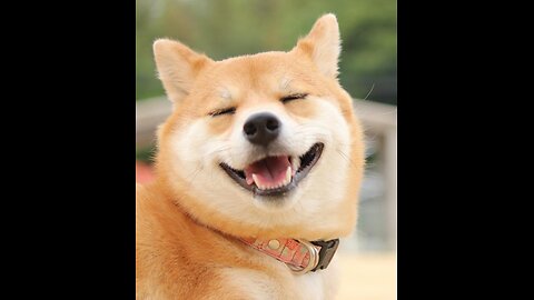 Funny Animals Videos 2024