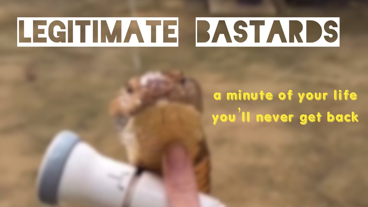 How to Waterboard a King Cobra & Other Adorable Animals