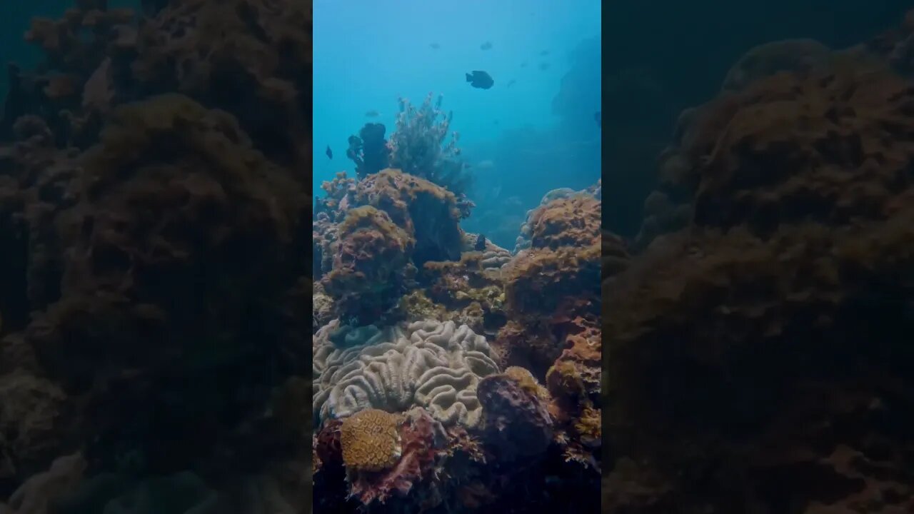 Underwater Life #marinelife #philippines #diving #underwaterlife