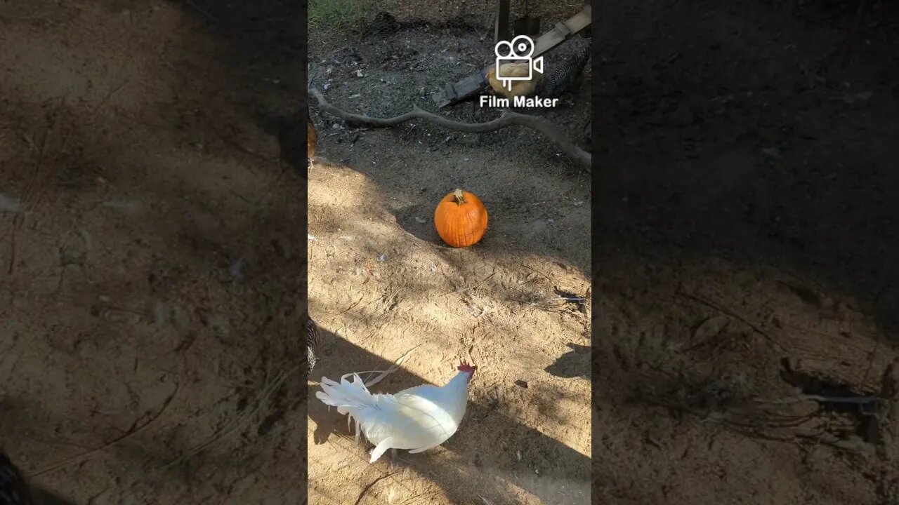 Well That's Awkward. #pumpkin #Shorts #halloween #chicken