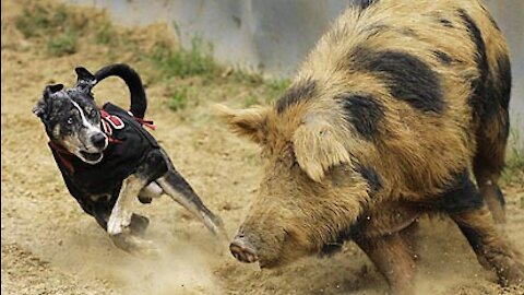 Boar intelligence