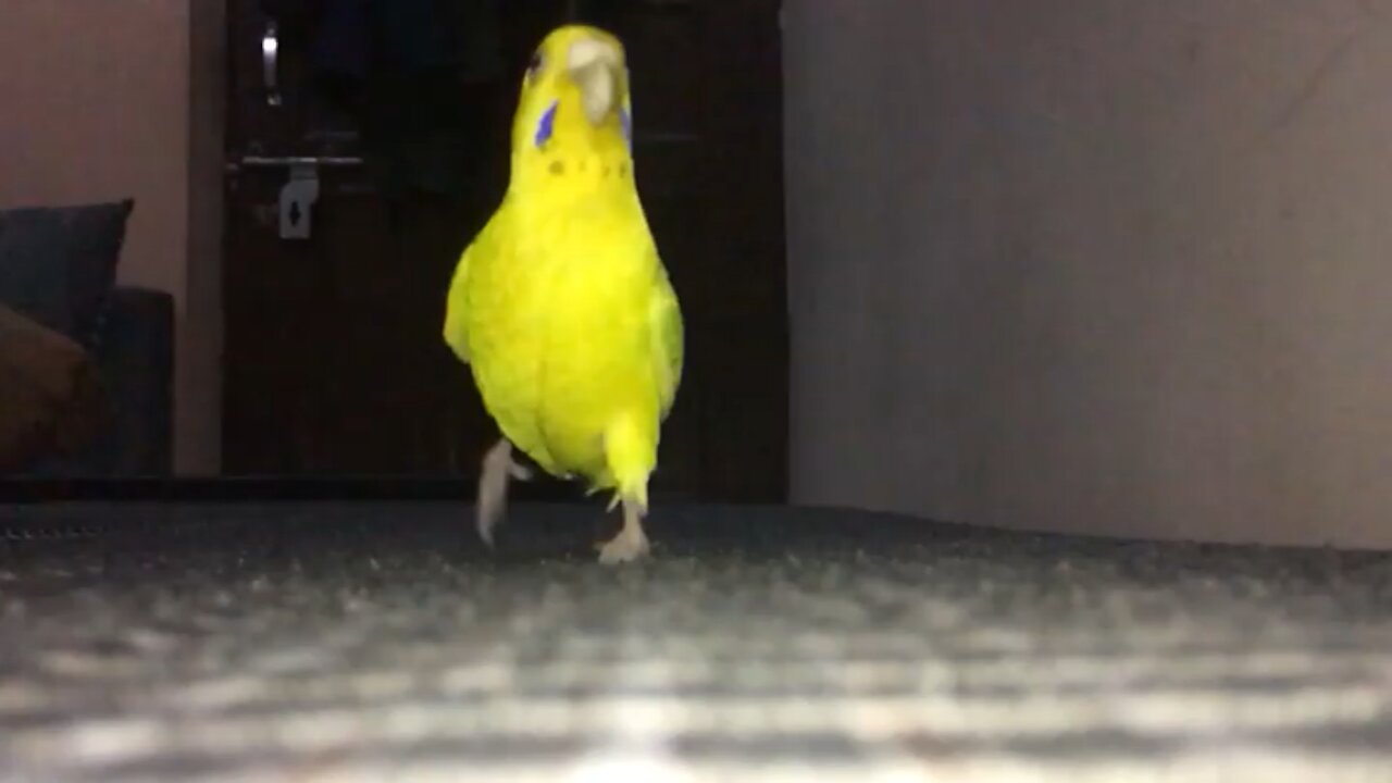 Bugdie slow motion running