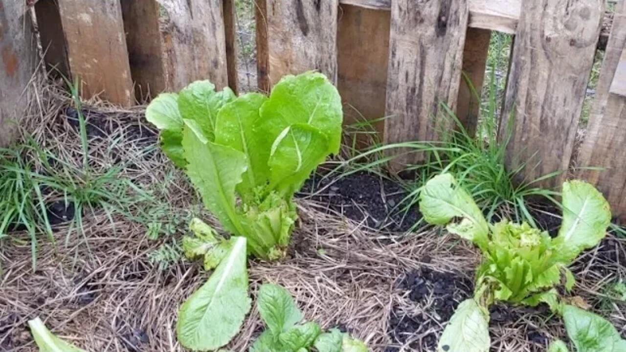 Garden Update!