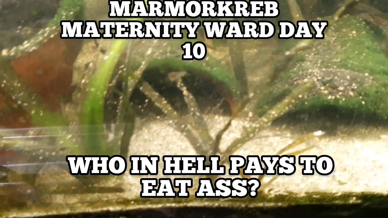 Who would pay to eat ass!? Marmorkreb Maternity Ward Day 10!