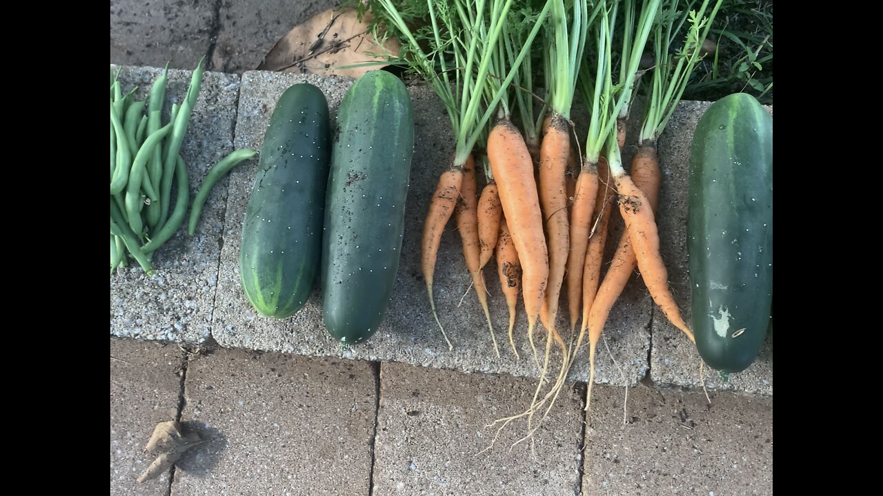 My biggest harvest so far