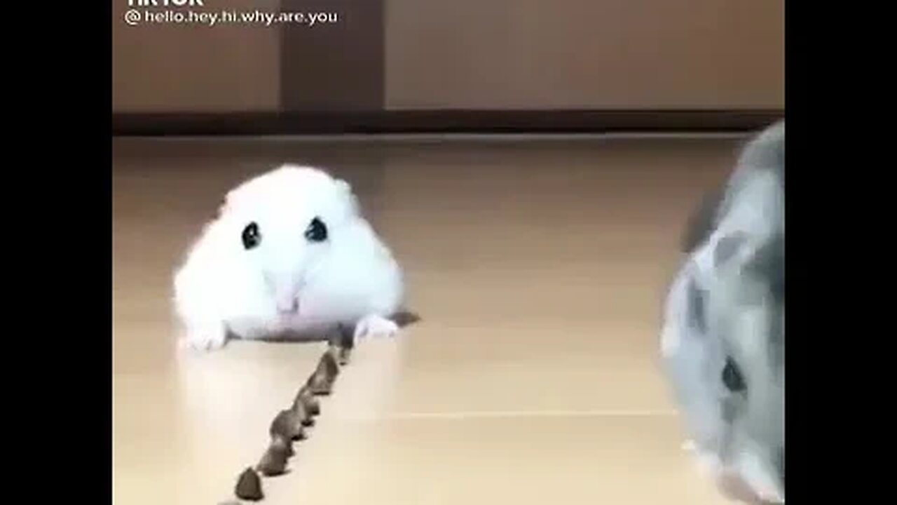 Depressed Hamster