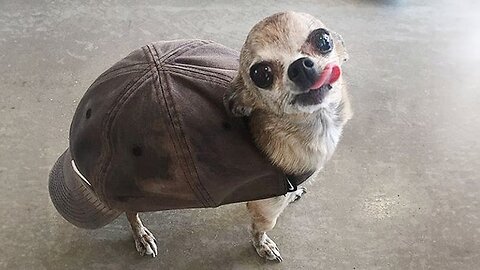 Funny Animal Videos