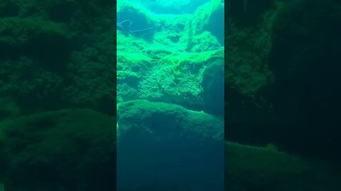 🐬 Gulf Sturgeon Dives 🐬 #shorts