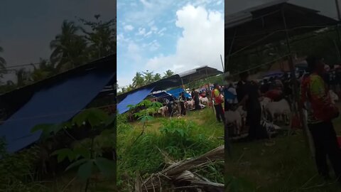 Domba Garut