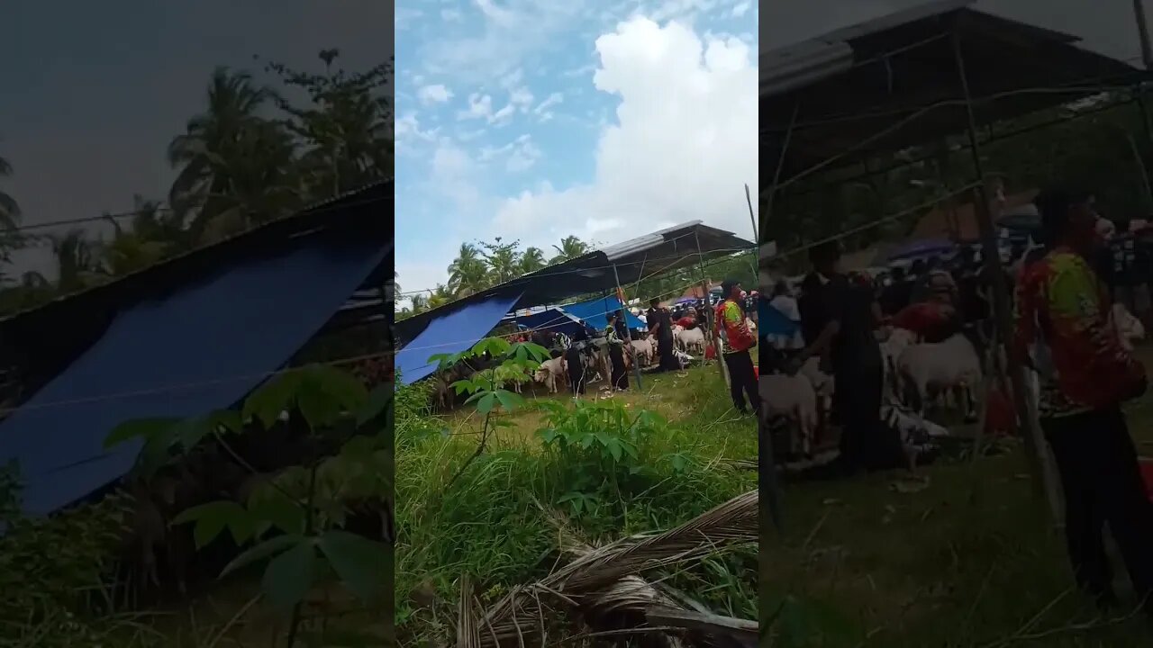 Domba Garut