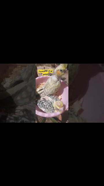 فراخ طائر كالوبسيت لاتينو عين حمراء كيوت