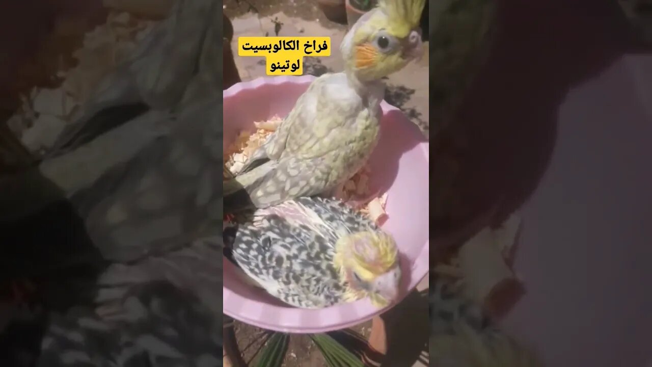 فراخ طائر كالوبسيت لاتينو عين حمراء كيوت