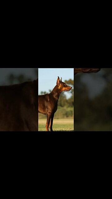 10 Best Dog breeds for Protection#shorts