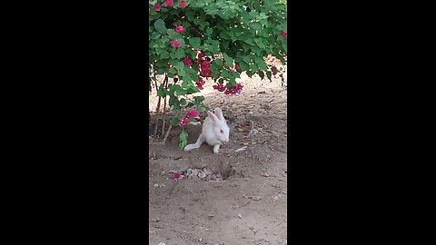 Funny Animal Videos
