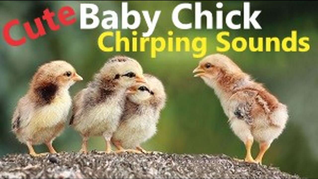 Chicken Hen Baby Chicks Chirping Sounds Livestock Animal Bird Sounds