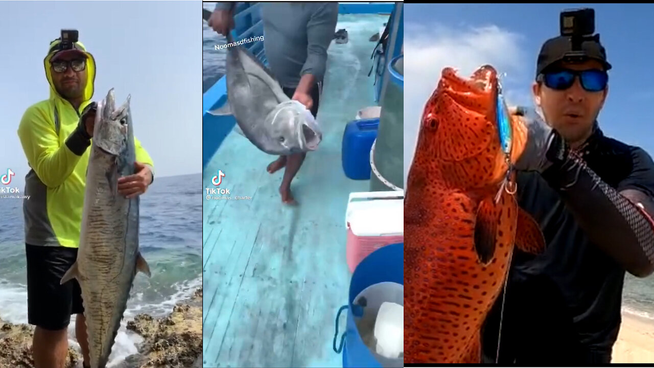 A selection of monster fish caught with a fishing rod!