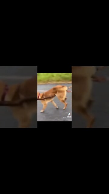 Funny Animals #funnyvideo #funny #funnyvideos #fyp #funnyshorts thanks to funny_animals471 #video