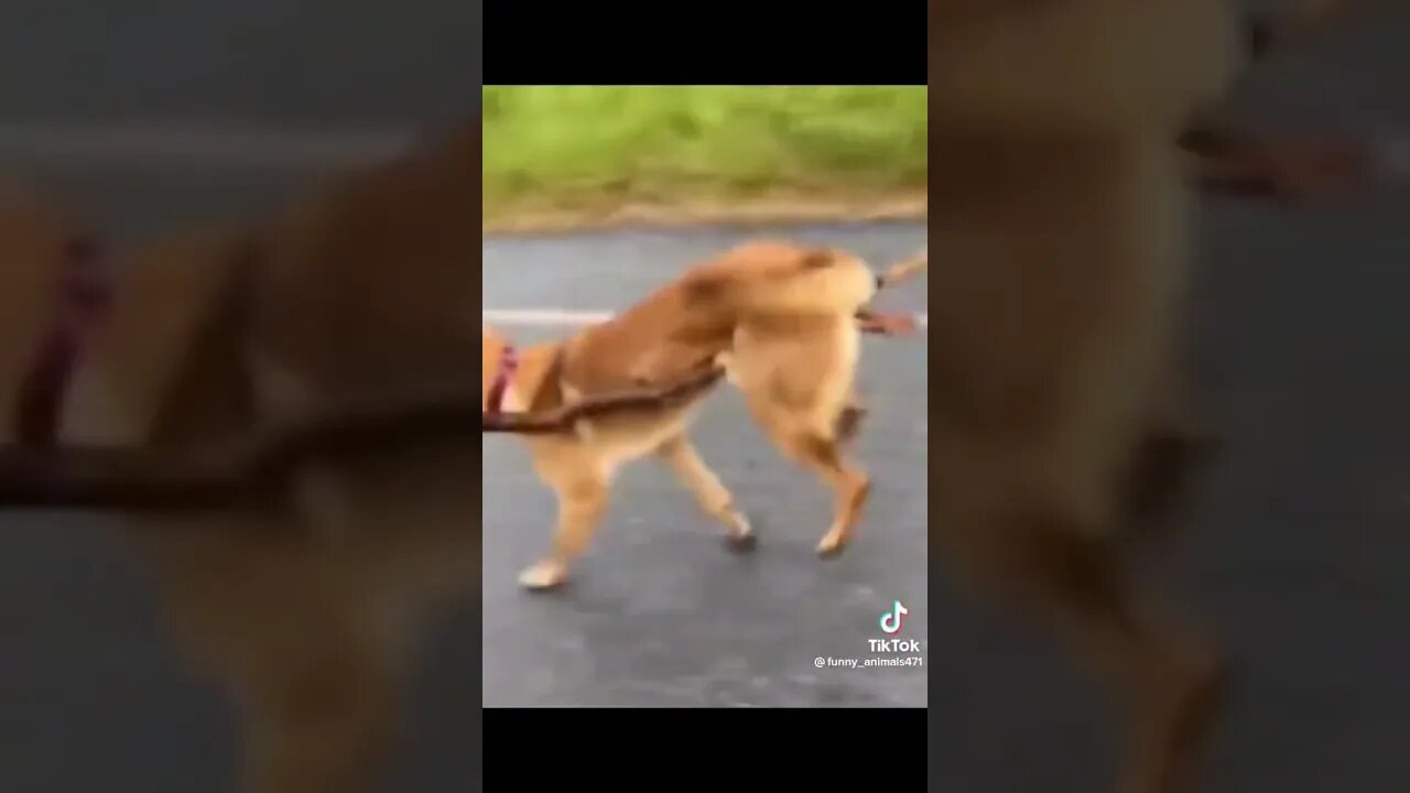 Funny Animals #funnyvideo #funny #funnyvideos #fyp #funnyshorts thanks to funny_animals471 #video