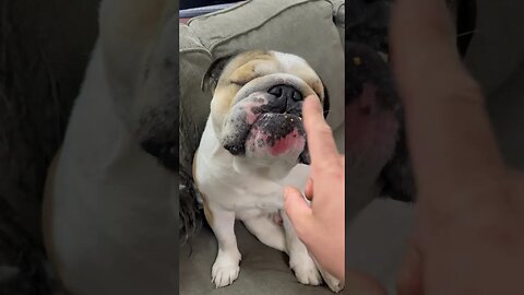 Slurp Slurp 🤤 #dogsofyoutube #bulldog #englishbulldog