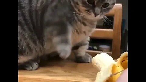 PLAYING CAT VIDEO MEAWWW