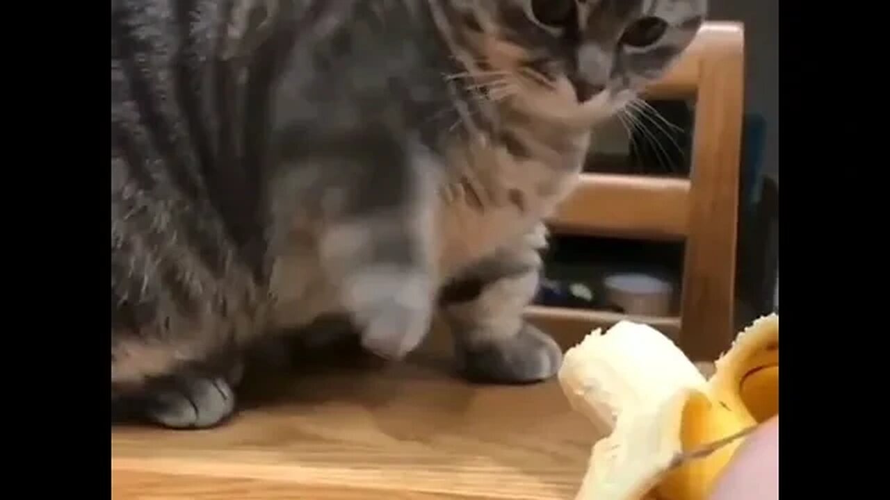 PLAYING CAT VIDEO MEAWWW