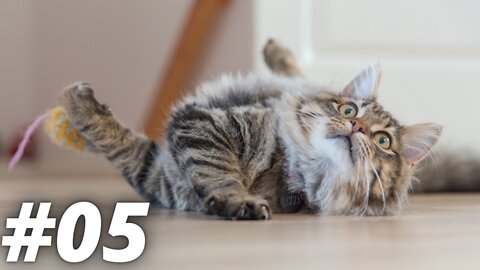 Funny Animals - Cute Dogs and Cats Doing Funny Things 2022 #05