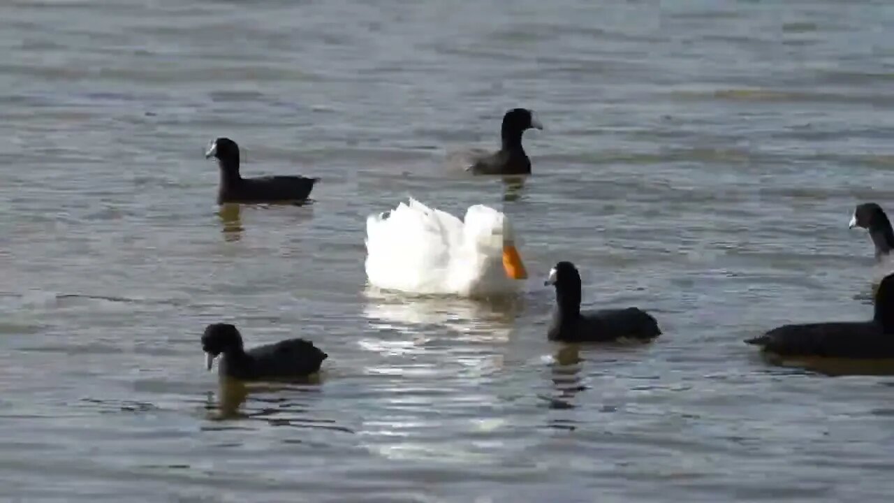 Ducks Romancing
