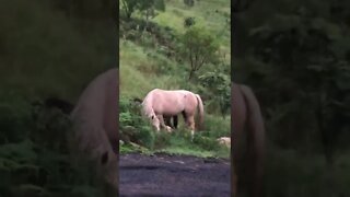 Hidden brumbies. How many can you see? There’s 3