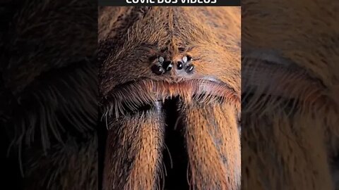 VEJA COMO SÃO OS OLHOS DE UMA ARANHA