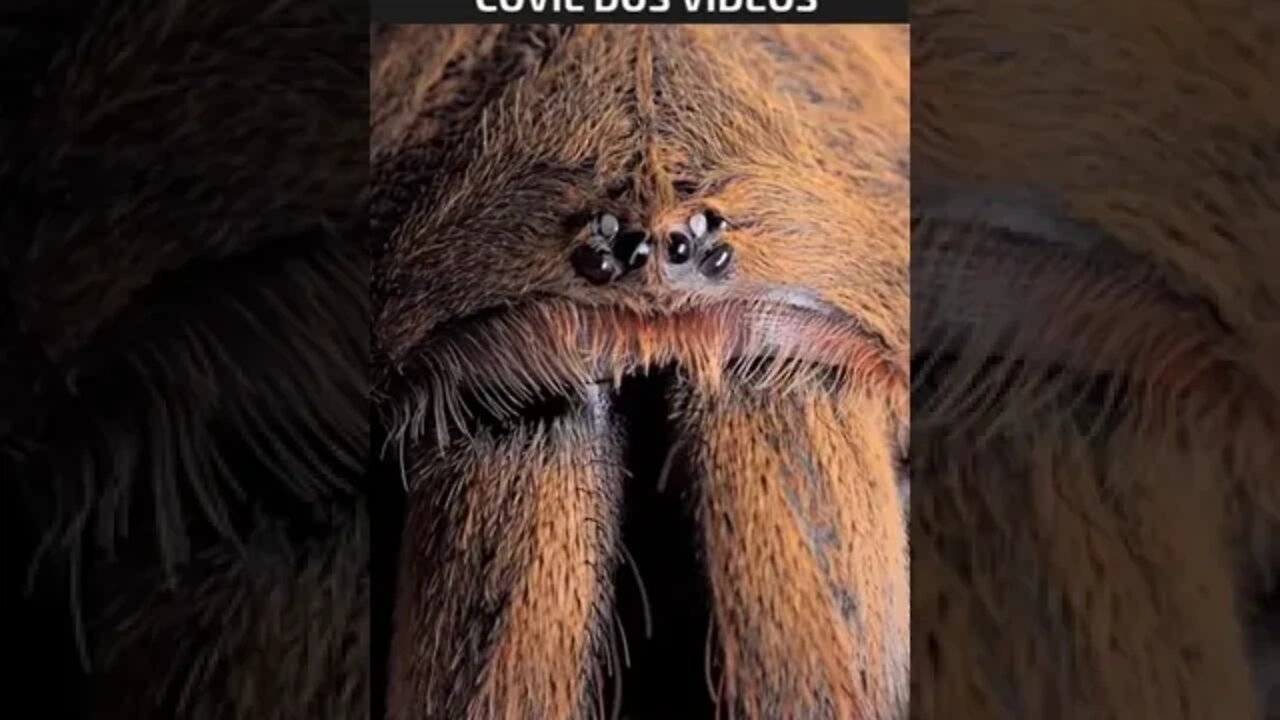 VEJA COMO SÃO OS OLHOS DE UMA ARANHA