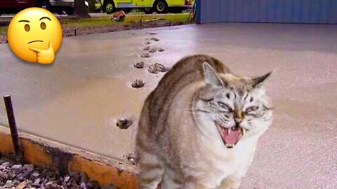 Funniest Cats 😹 - Don't try to hold back Laughter 😂 - Funny Cats Hack - 16