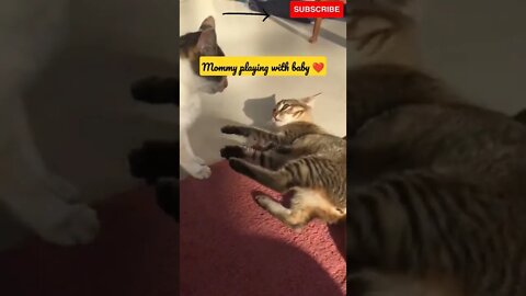 Cute Mommy Cat playing with baby Cat🥰💕 #shorts #trending #cute #cats #cat