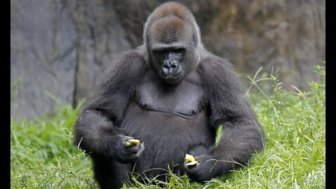 Big Black Gorilla Monkey Eating Banana