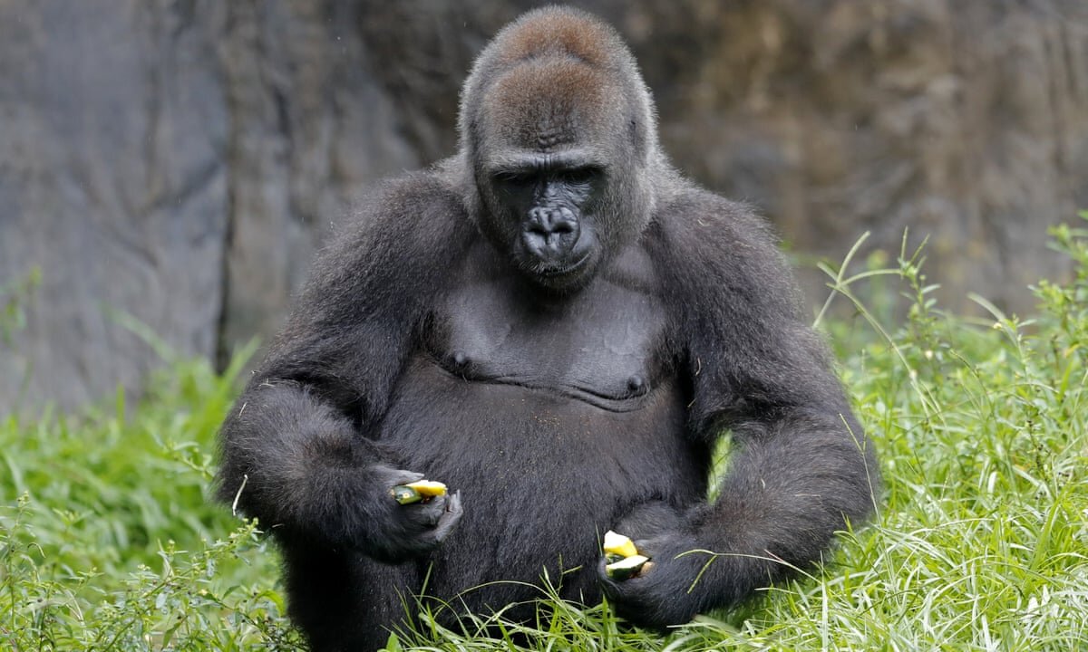 Big Black Gorilla Monkey Eating Banana