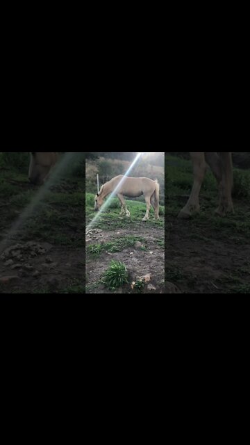 Stunning palomino brumby- Australian wild horse