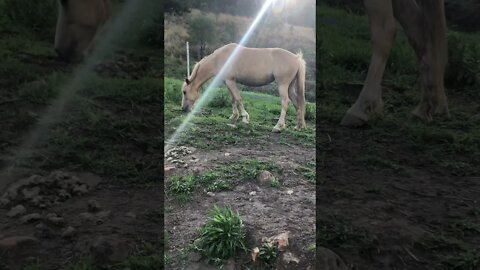 Stunning palomino brumby- Australian wild horse