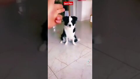 Funniest thing you will ever see #shorts Funny animal Videos 2021