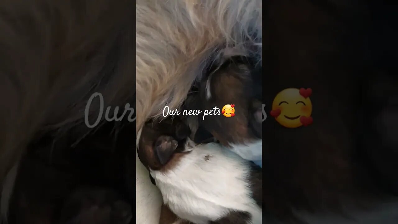 #trendingshorts #puppies #puppyvideos #puppylove #petowner #shitzu #weekend