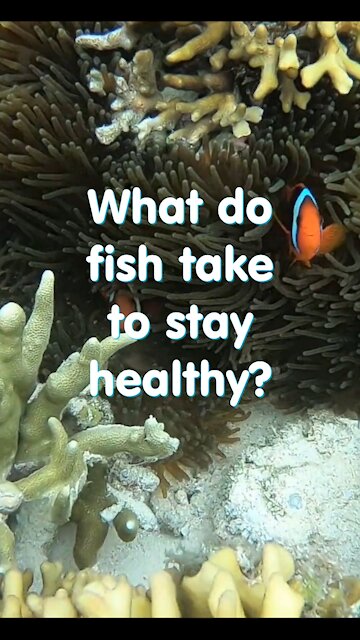 Funny short joke. What fish takes to stay healthy?